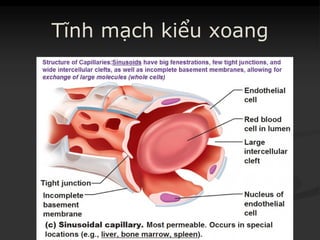 Tĩnh mạch kiểu xoang
 