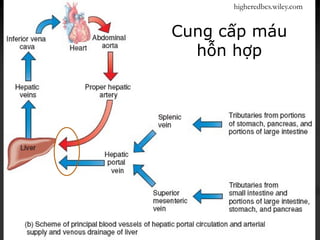 Cung cấp máu
hỗn hợp
higheredbcs.wiley.com
 