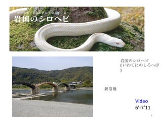 岩国のシロヘビ ( いわくにのしろへび ) 錦帯橋 Video  6’-7’11 
