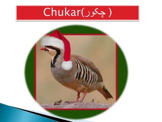 Chukar(‫) چکور‬

 