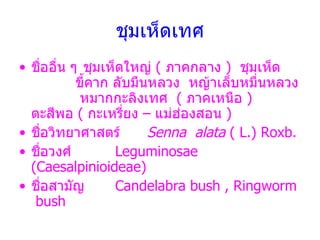 ?????????? ????????  ? ???????????  (  ???????  )  ???????  ?????? ??????????  ?????????????????  ????????????  (  ????????  )  ??????  (  ?????????  C  ??????????  ) ???????????????  Senna  alata  ( L.) Roxb. ???????? Leguminosae  ( Caesalpinioideae) ????????? Candelabra bush , Ringworm  bush 