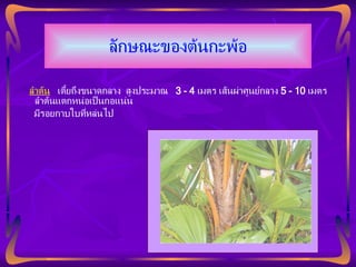 ลักษณะของต้นกะพ้อ    ลำต้น   เตี้ยถึงขนาดกลาง  สูงประมาณ  3 - 4  เมตร เส้นผ่าศูนย์กลาง  5 - 10  เมตร  ลำต้นแตกหน่อเป็นกอแน่น  มีรอยกาบใบที่หล่นไป 