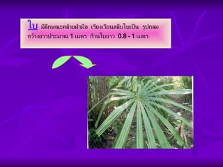 ใบ   มีลักษณะคล้ายฝ่ามือ  เรียงเวียนสลับใบเป็น  รูปกลม  กว้างยาวประมาณ  1  เมตร  ก้านใบยาว  0.8 – 1  เมตร 