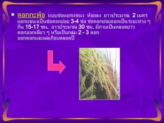 ดอกกะพ้อ   แบบช่อแยกแขนง  ห้อยลง  ยาวประมาณ  2  เมตร แยกแขนงเป็นช่อดอกย่อย  3-4  ช่อ ช่อดอกย่อยออกเป็นระยะห่าง ๆ กัน  15-17  ซม .  ยาวประมาณ  30  ซม .  มีกาบเป็นหลอดยาว  ดอกออกเดี่ยว ๆ หรือเป็นกลุ่ม  2 – 3  ดอก ออกดอกและผลเกือบตลอดปี 
