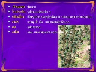 ก้านดอก   สั้นมาก ใบประดับ รูปสามเหลี่ยมเล็ก ๆ กลีบเลี้ยง เป็นรูปถ้วย ปลายตัดสั้นมาก  กลีบดอกยาวกว่ากลีบเลี้ยง เกสร เพศผู้  6  อัน  เกสรเพศเมียเล็กมาก ผล  รูปกระสวย  เมล็ด กลม  เส้นผ่าศูนย์กลางประมาณ  1  ซม . 