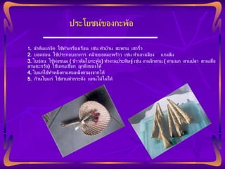ประโยชน์ของกะพ้อ 1 .  ลำต้นแก่จัด  ใช้ทำเครื่องเรือน  เช่น ทำบ้าน  สะพาน  เสารั้ว 2.  ยอดอ่อน  ใช้ประกอบอาหาร  คล้ายยอดมะพร้าว  เช่น ทำแกงเลียง  แกงส้ม 3.  ใบอ่อน  ใช้ห่อขนม  (  ข้าวต้มใบกะพ้อ )  ทำงานประดิษฐ์ เช่น งานจักสาน  (  สานนก  สานปลา  สานเสื่อ  สานตะกร้อ )  ใช้แทนเชือก  ผูกสิ่งของได้ 4.  ใบแก่ใช้ทำหลังคาแทนหลังคามุงจากได้ 5.  ก้านใบแก่  ใช้สานทำกระด้ง  แทนไม้ไผ่ได้ 