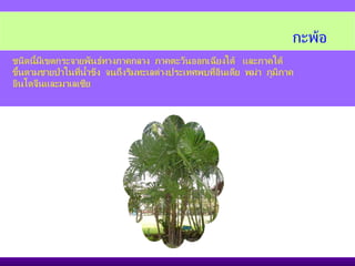 ชนิดนี้มีเขตกระจายพันธ์ทางภาคกลาง  ภาคตะวันออกเฉียงใต้  และภาคใต้  ขึ้นตามชายป่าในที่น้ำขัง  จนถึงริมทะเลต่างประเทศพบที่อินเดีย  พม่า  ภูมิภาค อินโดจีนและมาเลเซีย กะพ้อ   