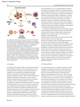 3.2 Neutrófilos 3.3 Células dendríticas
Los macrófagos similares a M1 contribuyen a la formación de "estructuras similares
a coronas" y secretan TNF e IL-1ÿ que perpetúan la inflamación AT y la resistencia
a la insulina, junto con la elastasa y la MPO producidas por los neutrófilos. Además,
la AT obesa inflamada libera quemerina, que respalda el reclutamiento de pDC y
promueve aún más la inflamación de la AT y la resistencia a la insulina. AT: tejido
adiposo; EL: elastasa; IFN-ÿ: interferón gamma; IL: interleucina; ILC-1: células
linfoides innatas tipo 1; MPO: mieloperoxidasa; NAFLD: enfermedad del hígado
graso no alcohólico; NK: células asesinas naturales; Neu: neutrófilos; pDC: células
dendríticas plasmacitoides; PAI-1: inhibidor del activador del plasminógeno-1; TNF:
factor de necrosis tumoral
Rev Endocr Metab Trastorno (2018) 19: 283–292
Fig. 2 Papel de las células inmunitarias innatas en la promoción de la inflamación
de AT relacionada con la obesidad y la resistencia a la insulina. Los macrófagos
AT se acumulan durante la obesidad debido a la proliferación local y al reclutamiento
de monocitos circulantes. Las células NK activadas, ILC1 y los neutrófilos liberan
factores proinflamatorios, como IFN-ÿ, TNF y elastasa, lo que promueve la
polarización de los macrófagos AT hacia un fenotipo similar a M1.
286
Los neutrófilos no solo secretan proteasas sino que también producen
mieloperoxidasa (MPO). MPO cataliza la conversión de H2O2 en ácido
hipocloroso (HClO) y dióxido de nitrógeno (NO2), que pueden matar
patógenos durante la infección. Además, la MPO contribuye a la
inflamación en varios tejidos [88, 89].
Las células dendríticas (DC) son una población heterogénea de células
presentadoras de antígenos que vinculan la inmunidad innata con la
adaptativa. Las DC se clasifican en dos subtipos, DC plasmocitoides
(pDC) y DC convencionales (cDC) [91]. En modelos animales de
obesidad, las pDC (definidas como CD11b-CD11c + B220+) y las cDC
(definidas como CD11b + CD11c+) aumentan en la AT y el hígado [92].
Es importante destacar que los ratones con deleción de Flt3l (ligando de
tirosina quinasa 3 relacionado con Fms) que carecen de DC mostraron
un número reducido de macrófagos en el AT y el hígado, así como una
mejor sensibilidad a la insulina en la obesidad inducida por la dieta. La
administración de Flt3l recombinante a estos ratones revirtió este fenotipo [92].
Los neutrófilos son las primeras células que se reclutan en el sitio de una
inflamación aguda. Se infiltran en el AT ya 3 días después del inicio de
una alimentación HFD en ratones [41]. El reclutamiento temprano de
neutrófilos en el AT está mediado por la fosfolipasa A2ÿ citosólica
(cPLA2ÿ). En consecuencia, la administración de oligonucleótidos
antisentido específicos de cPLA2ÿ en ratones impidió el reclutamiento de
neutrófilos en el AT [85]. En consonancia con un mayor número de
neutrófilos, la elastasa derivada de neutrófilos también está elevada en
los obesos con TA [41]. La eliminación genética o la inhibición
farmacológica de la elastasa de neutrófilos redujo el número de neutrófilos
y macrófagos similares a M1 en la TA, lo que resultó en una mejora de la
TA y la sensibilidad a la insulina hepática en la obesidad inducida por la
dieta [41, 86]. Curiosamente, la elastasa de neutrófilos puede inducir
directamente la resistencia a la insulina al degradar el sustrato del receptor
de insulina 1 (IRS1) en adipocitos y hepatocitos [41, 86]. Además, la
elastasa de neutrófilos regula la señalización de la proteína quinasa
activada por AMP (AMPK) mediante la modulación de los niveles de
adiponectina de alto peso molecular (HMW), que es biológicamente activa
forma de adiponectina en suero. La supresión genética o la inhibición
farmacológica de la elastasa de neutrófilos en la obesidad preservó los
niveles de adiponectina HMW en suero, aumentando así la activación de
AMPK y la oxidación de ácidos grasos en el hígado y BAT [86]. Además,
la elastasa de neutrófilos podría mejorar la mielopoyesis en la médula
ósea. Los ratones alimentados con HFD durante 3 días mostraron una
mayor diferenciación de los progenitores mieloides en neutrófilos y
monocitos en la médula ósea, mientras que se detectaron cantidades
más altas de neutrófilos y monocitos en la sangre y el bazo. Después de
una alimentación de 7 días, estas células se infiltraron en el AT [87]. En
este sentido, la deficiencia de elastasa de neutrófilos en ratones perjudicó
la mielopoyesis de emergencia inducida por HFD [87].
También se han observado niveles y actividad de MPO aumentados en
los AT obesos, que se originan a partir de neutrófilos infiltrados.
De manera consistente, la inactivación genética o farmacológica de MPO
protegió a los ratones de la resistencia a la insulina relacionada con la
obesidad [90]. Curiosamente, la MPO modifica la función del receptor de
insulina-ÿ (IR-ÿ) a través de la nitración de tirosina, lo que lleva a una
reducción tanto en los niveles totales como fosforilados de esta proteína
en la TA obesa. Por el contrario, la eliminación de MPO in vivo disminuyó
la nitración de tiroseno de IR-ÿ y promovió la sensibilidad a la insulina
[90]. En conclusión, el reclutamiento de neutrófilos en la AT y la posterior
liberación de elastasa y MPO en la AT en las primeras etapas de la
obesidad contribuyen al desarrollo de la inflamación de la AT y la
resistencia a la insulina.
En individuos obesos, se ha informado una correlación entre los niveles
de MPO y el grado de inflamación sistémica [89].
Un estudio reciente que utilizó otro tipo de ablación de DC inducida
genéticamente apoyó aún más el papel de las DC en la obesidad inducida
por la dieta. Específicamente, la eliminación específica de DC de E2-2,
un regulador transcripcional del linaje pDC, en ratones se asoció con la
protección contra la resistencia a la insulina inducida por la dieta [93]. En
este sentido, el agotamiento específico de las CD positivas para perforina
condujo a un aumento de peso y a una desregulación metabólica incluso bajo
Machine Translated by Google
 
