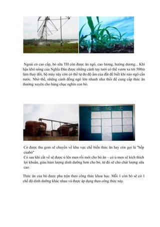 Ngoài cỏ cao cấp, bò sữa TH còn được ăn ngô, cao lương, hướng dương... Khí
hậu khô nóng của Nghĩa Đàn được những cánh tay tưới có thể vươn xa tới 500m
làm thay đổi, bộ máy này còn có thể tự đo độ ẩm của đất để biết khi nào ngô cần
nước. Nhờ thế, những cánh đồng ngô lớn nhanh như thổi để cung cấp thức ăn
thường xuyên cho hàng chục nghìn con bò.

Cỏ được thu gom sẽ chuyển về khu vực chế biến thức ăn hay còn gọi là "bếp
củabò"
Cỏ sau khi cắt về sẽ được ủ lên men rồi mới cho bò ăn – cỏ ủ men sẽ kích thích
lợi khuẩn, giàu hàm lượng dinh dưỡng hơn cho bò, từ đó sẽ cho chát lượng sữa
cao.
Thức ăn của bò được pha trộn theo công thức khoa học. Mỗi 1 còn bò sẽ có 1
chế độ dinh dưỡng khác nhau và được áp dụng theo công thức này.

 