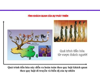 Quá trình tiến hóa này diễn ra hoàn toàn theo quy luật khách quan
theo quy luật di truyền và biến dị của tự nhiên
 