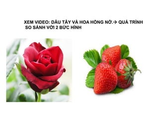 XEM VIDEO: DÂU TÂY VÀ HOA HỒNG NỞ. QUÁ TRÌNH
SO SÁNH VỚI 2 BỨC HÌNH
 