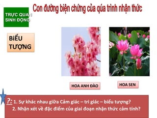 TRỰC QUAN
SINH ĐỘNG
HOA SEN
HOA ANH ĐÀO
BiỂU
TƯỢNG
?:1. Sự khác nhau giữa Cảm giác – tri giác – biểu tượng?
2. Nhận xét về đặc điểm của giai đoạn nhận thức cảm tính?
 