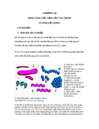 CHƯƠNG III

                HÌNH THÁI, CẤU TẠO CỦA CÁC NHÓM

                             VI SINH VẬT KHÁC

   I.VI KHUẨN

   1. hình thái của vi khuẩn

Kn: là nhóm vsv dã có cấu tạo tb có thể đơn bào or đa bào đa số sống hoại

sinh(sống trên các vật củ HC cơ thể chết) đa số ko có tiên mao khả năng di

chuyển rất hạn chế kích thước tính bằng µm:0,1-0,5 ,2-6µm


vk có vai trò quan trọng so chiếm số lg lớn trong VSV có khả năng phân giải hửu

cơ và một số chức năng của vách tế bào.



                                                             A. Hình que - trực khuẩn
                                                             (Bacillus)
                                                             B. Hình cầu (coccus) tạo
                                                             thành chuỗi (strepto-) -
                                                             liên cầu khuẩn
                                                             (Streptococcus).
                                                             C. Hình cầu tạo đám
                                                             (staphylo-) - tụ cầu
                                                             khuẩn (Staphylococcus).
                                                             D. Hình tròn sóng đôi
                                                             (diplo-) - song cầu khuẩn
                                                             (Diplococcus).
                                                             E. Hình xoắn - xoắn
                                                             khuẩn (Spirillum,
                                                             Spirochete).
F. Hình dấu phẩy - phẩy khuẩn (Vibrio).
Xem thêm Doc Kaiser's Microbiology

Vi khuẩn có nhiều hình dạng khác nhau. Đa số có hình que, hình cầu, hay hình xoắn;
những vi khuẩn có hình dạng như vậy được gọi theo thứ tự là trực khuẩn (bacillus),
cầu khuẩn (coccus), và xoắn khuẩn (spirillum). Một nhóm khác nữa là phẩy khuẩn
(vibrio) có hình dấu phẩy. Hình dạng không còn được coi là một tiêu chuẩn định danh
vi khuẩn, tuy nhiên có rất nhiều chi được đặt tên theo hình dạng (ví dụ như Bacillus,
 