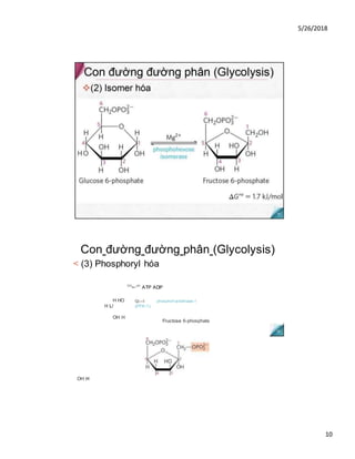 5/26/2018
10
Con đường đường phân (Glycolysis)
< (3) Phosphoryl hóa
CH
=-°H
ATP ADP
Q|—I phosphof ructokinase-1
(PFK-1)
Fructose 6-phosphate
OH H
H HO
H L/
OH H
 
