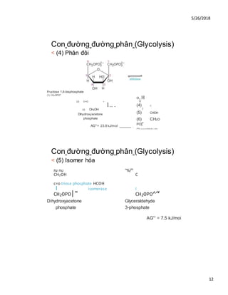 5/26/2018
12
Con đường đường phân (Glycolysis)
< (4) Phân đôi
Fructose 1,6-bisphosphate
(1) CH2OPO^“
(2) C=O +
1.. .
(3) CH2OH
Dihydroxyacetone
phosphate
AG'°= 23.8 kJ/mol ______ 2_
Con đường đường phân (Glycolysis)
< (5) Isomer hóa
ru nu °%/H
CH2OH C
c=o triose phosphate HCOH
I isomerase I
CH2OPO|" CH2OPO^“
Dihydroxyacetone Glyceraldehyde
phosphate 3-phosphate
AG'° = 7.5 kJ/moi
o, H
V
(4) C
ĩ
(5) CHOH
(6) CH2O
PO|“
Glyceraldehyde
3-phosphate
 