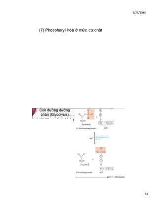 5/26/2018
14
(7) Phosphoryl hóa ở mức cơ chất
CHJOPOJ
1,3-Bisphosphoglycerate
 