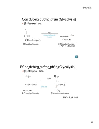 5/26/2018
15
Con đường đường phân (Glycolysis)
< (8) Isomer hóa
ĩ Mg2+
HC—OH
phosphoglycerate
mutase
7—
HC—0—PO^
CH2—0—pof- CH2—OH
3-Phosphoglycerate 2-Phosphoglycerate
AG'° = 4.4 kJ/mol
FCon đường đường phân (Glycolysis)
< (9) Dehydrat hóa
o. p~ Q. p_
HnO
c 2 c
H—Ọ—OPO^- . C—OPO|“
enolase II
HO—CH2 CH2
2-Phosphoglycerate Phosphoenolpyruvate
AG'° = 7.5 kJ/mol
 