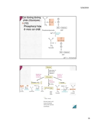 5/26/2018
16
hy poxic or
anaerobic
conditions
4CO2 + 4H2O
gly colysis (10
successive
reactions)
hy poxic or
anaerobic
conditions
2 Ethanol + 2CO
aerobic
conditions
2 Lactate
2 Acety l-CoA
Animal,plant, and
many microbial
cellsunder aerobic
conditions
 