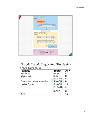 5/26/2018
19
Con đường đường phân (Glycolysis)
❖ Năng lượng tạo ra
Pathway
Pi l/nrJ/Q i Q
Source
9 ATP
ATP
9
Glycolysis 2 nlr
2 NADH
2
6
Oxydative decarboxylation 2 NADH 6
Krebs Cycle 6 NADH 18
2 FADH2 4
Total
2 ATP 2
38
 