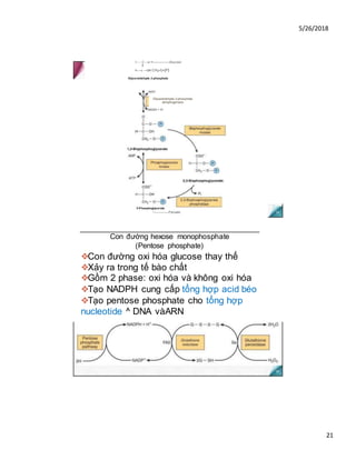 5/26/2018
21
H — C —o •<------------------Glucose
I
H —c —OH CH2-O-(P)
Glyceraldehyde 3-phosphate
Con đường hexose monophosphate
(Pentose phosphate)
❖Con đường oxi hóa glucose thay thế
❖Xảy ra trong tế bào chất
❖Gồm 2 phase: oxi hóa và không oxi hóa
❖Tạo NADPH cung cấp tổng hợp acid béo
❖Tạo pentose phosphate cho tổng hợp
nucleotide ^ DNA vàARN
NAD’
NADH + H1
Glyceraldehyde 3-phosphate
dehydrogenase
3-Phosphoglycerate
L
-----------------Pyruvate
 