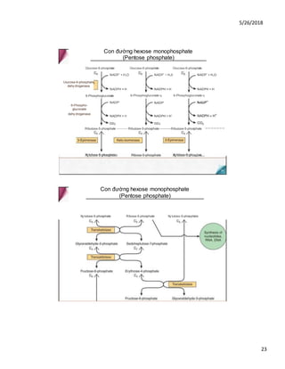 5/26/2018
23
Con đường hexose monophosphate
(Pentose phosphate)
Con đường hexose monophosphate
(Pentose phosphate)
Glucose-6-phosphate Glucose-6-phosphate Glucose-6-phosphate
6-Phosphogluconate
6-Phospho-
gluconate
dehy drogenase
co2
6-Phosphogluconate c6 6-Phosphogluconate c6
Xy liilose-5-phosphate
NADP+
+ H2O
NADPH + H
Glucose-6-phosphate
dehy drogenase
NADP+
+ H20
NADPH + H
NADP+
+ H2O
NADPH + H
NADP'
NADPH + H
NADP'
NADPH + H’
co3
NADP
Ribulose-5-phosphate -----------Ribulose-5-phosphate-----------Ribuiose-5-phosphate
Xy lu!ose-5-phosphate
Xy lulose-5-phosphate Ribose-5-phosphate Xy luloss-5-phosphate
 