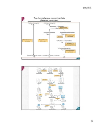 5/26/2018
24
Con đường hexose monophosphate
(Pentose phosphate)
Glucose-6-phosphate Glucose-6-phosphate 1
/2 Glucose-6-phosphate
CR CR CR
o '-'0 ■-'(j
 