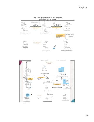 5/26/2018
25
Con đường hexose monophosphate
(Pentose phosphate)
6-Phosphogluconate
dehydrogenase
s' NADP+
Mg2+
, Mn2+
, , orCa2+
NADP*+H*
HQ-C-H
H-0-ÕH I
HO-c-H
1 _ Ộ H-ặ-OH
I H4-—I
I _
CH2-O-®
NADP‘ NADPH + H*
Giucose-6-phosphate
dehydrogenase
/3-D-Glucose-6-phosphate
o
II
c--------
T
H-Ộ-OH
I
HO-Ộ-H
I _ o H-Ộ-OH I
H4-_J
I _
CH2-O-®
Gluconolactone
hydrolase
6-Phosphogluconolactone
COO
1 H-Ộ-OH
I HO —C —H
I
H-Ộ-OH
I H-C-OH
I _
CH2-O-®
6-Phosphogluconate
CHOH
II
C —OH
T H-C-OH
I H-C-OH
. CHj —0—®_
Enediol form
Ribose-5-phosphate
ketoisomerase
CH2OH
0 = 0
T
H-C-OH
I
H-Ộ-OH
CHj-O-®
COO
T
H-C-OH
I ệ=0
I
H-C-OH
I
H-C-OH
_ CH2-O-®_
Ribulose-5-phosphate 3-Keto 6-phosphogluconate
H-C-OH
CHj-o—©
Xylulose-5-phosphate
Ribulose-5-phosphate
Ribulose-5-phosphate
3-epimerase
'CHJJ
OH
•ộ = o
HO-C-H
H —C —OH
3'Keto 6 phosphogluconate
•c = o
HO-Ộ-H
H-Ộ-OH
H-Ộ-OH
H-C-OH
Ribose-5-phosphate
H-C = o
H-C-O-®-®
Thiamin- (p)
Mg2*
H^C-OH
*CH2-O-®
G lyc e ra Id ehyde-3 - p h 0 s ph at
e
Xy I u Io se-S-p h osp hate
H-C = o
H-C-OH
H-Ộ-OH
CHj-O-®
Erythrose-4-phosphate
I Transketolase"
Thiamin- (p)-..
Mg2*
H-c = o
H-C-OH
CHj-O-®
Glyceraldehyde-3-phosphate
•c iH,OH
;-0
■HO-C pH-I
H — c i-OH
H-*ệ -OH
*c ;H2-0- ©
Fructose-6-phosphate
CH2OH
0=0
HO-Ộ-H
H-Ộ-OH
H-Ộ-OH
CHS-O-®
Fructose-6-phosphate
 