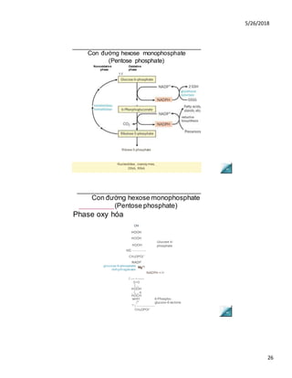 5/26/2018
26
Con đường hexose monophosphate
(Pentose phosphate)
Nonoxidative Oxidative
phase phase
Nucleotides, coenzy mes,
DNA, RNA
Con đường hexose monophosphate
_________(Pentose phosphate)
Phase oxy hóa
OH
HỌOH
HOỘH
HC -------------
CH2OPO|”
NADP
ĩ ---- ~------
0=0
ĩ ,,
HỘOH
, I, , o
HOCH
wrnH 6-Phospho-
|U
glucono-ổ-lactone
H
I -----------------
CH2OPOi“
HỌOH
Glucose 6-
phosphate
glucose 6-phosphate
dehydrogenase
Mg2
*
NADPH + H
1 f
Ribose 5-phosphate
 