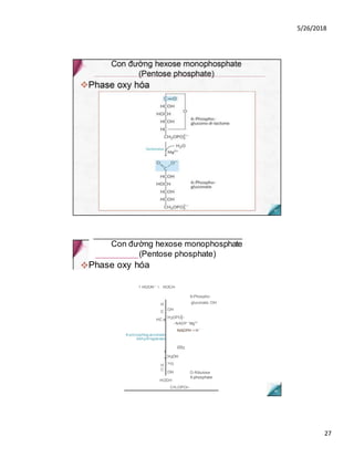 5/26/2018
27
Con đường hexose monophosphate
_________(Pentose phosphate)
Phase oxy hóa
1 HỌOH ' I.. HOCH
6-Phospho-
H
C
HC c
6-phosphogJuconate
dehydrogenase
gluconate :OH
:OH
:H2OPO|_
- NADP +
Mg2
*
NADPH + H +
c
<
H
C
co2
:H2OH
:=o
:OH D-Ribulose
HỌDH
5-phosphate
CH2OPOi~
 