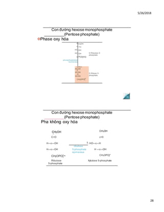 5/26/2018
28
Con đường hexose monophosphate
_________(Pentose phosphate)
❖Phase oxy hóa
c
c
HC
HC
c
phosphopentose
isomerase
:H2OH
:=o
:OH
:OH
:H2opoj_
D-Ribulose 5-
phosphate
CHO r
HCOH
F
HCOH
JL
HCOH
CH2OPO|“
D-Ribose 5-
phosphate
Con đường hexose monophosphate
_________(Pentose phosphate)
Pha không oxy hóa
CH2OH
1
CH2OH
C=O c=0
H—c—OH
*
: HO—c—H
ribulose
H—c—OH 5-phosphate H —c—OH
epimerase
CH2OPO|~ CH2OPOj"
Ribuiose Xylulose 5-phosphate
5-phosphate
 