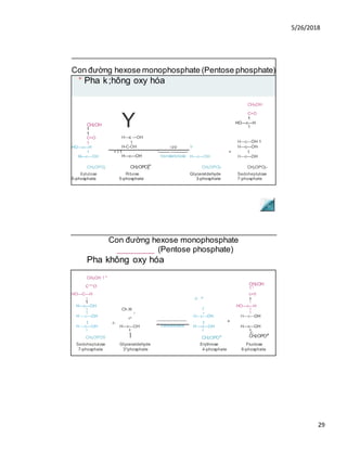 5/26/2018
29
Con đường hexose monophosphate (Pentose phosphate)
* Pha k;hông oxy hóa
CH2OH
1
Y
CH2OH
C=O
1
HO—c—H
1
1
C=O
1
HO—c—H
H—c —OH
1
H-C-OH Tpp V
H—c—OH 1
H—c—OH
1
H—c—OH
+ I 1 '--------- —----------
H—c—OH transketolase
+
H—c—OH
1
H—c—OH
CH2OPOj CH2OPO|" CH2OPOj- CH2OPOj-
Xylulose Ribose Glyceraldehyde Sedoheptulose
5-phosphate 5-phosphate 3-phosphate 7-phosphate
Con đường hexose monophosphate
________ (Pentose phosphate)
Pha không oxy hóa
CH2OH 1 z
c=o CH2OH
1 L
HO—C—H c=0
1 0, ,H
1
1 1
H—c—OH
c HO—c—H
1 Ch H 1 1
1
/ 1 1
H —c—OH
c H—c—OH H—c—OH
1 +
-----------------------
=- 1 +
H —c—OH
1
H—c—OH
1
transaldolase H —c—OH
1
H—c—OH
1
CH2OPO5 1
,„„2
—
CHJOPO^
CH2OPO^
J,
CH2OPO^
Sedoheptulose Glyceraldehyde Erythrose Fructose
7-phosphate 3*phosphate 4-phosphate 6-phosphate
 