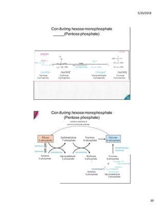 5/26/2018
30
Con đường hexose monophosphate
_____(Pentose phosphate)
CHjOH
1 c=o
c=o 1
HO—c—H
vz
c
I °V/H
H—C—OH TPP
1
HO—C—H
1
H—c—OH
1 H—c—OH + 1 ««—--——-------
|_|—Q—OH transketolase |-Ị—c—QH
+
H—c—OH
CH2OPO|~ CH2OPO|* CH2opoi" CH2OPO|’
Xylulose Erythrose Glyceraldehyde Fructose
5-phosphate 4-phosphate 3-phosphate 6-phosphate
Con đường hexose monophosphate
(Pentose phosphate)
oxidative reactions of
pentose phosphate pathway
Xylulose
5-phosphate
Glyceraldehyde Erythrose Fructose
3-phosphate 4-phosphate 6-phosphate
 ' f ructose 1.6"
jZ bisphosphatase
SL aldolase
/transketolase^X,, f rjose phosphate
Xylulose  isomerase
5-phosphate Glyceraldehyde
3-phosphate
 