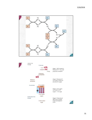 5/26/2018
31
OXIDATIVE
PHASE
3 Glucose
.... silk
6 NADPH mr
3 Ribulose-
5-phosphate
MĨĨ
Ribose-5-
phosphate
Nucleotides 3 f iv e-carbon
3 co2
Stage 1: G6P oxidized to
Ribu(ose-5-P + CO2, with
production of NADPH
Stage 2: Ribulose-5-P
conv erted to ribose-5-P
and other 5C sugars
Stage 3: 3 5C sugars
conv erted to 2 6C
sugars + 1 3C sugar
NONOXIDATIVE
PHASE
2 six-carbon
sugars
1 three-carbon
sugar
Stage 4: Production of
G6P f rom 3C and6C
sugars and repeat of
cy cle
 