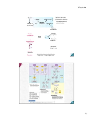 5/26/2018
32
■> Glutathione reduction
Glucose 6-
phosphate
r Fatty acid synthesis
Other reactions, such
as detoxification
Ribulose
5-phosphate
Fructose
6-phosphate
Non-I
ị
Glyceraldehyde
3-phosphate
Xylulose
5-phosphate
Ribose I 5-
phosphate
Nucleotide
biosynthesis
Pyruvate
Glycolysis The pentose phosphatepathway
 