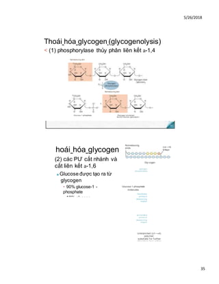 5/26/2018
35
Thoái hóa glycogen (glycogenolysis)
< (1) phosphorylase thủy phân liên kết a-1,4
hoái hóa glycogen
(2) các PƯ cắt nhánh và
cắt liên kết a-1,6
■ Glucose được tạo ra từ
glycogen
glycogen
phosphorylase
• 90% glucose-1 -
phosphate
• 10% glucose
Glucose 1-phosphate
molecules
transferase
activity of
debranching
enzyme
glucosidase
activity of
debranching
enzyme
Unbranched (Q1—»4)
poly mer;
substrate f or f urther
phosphory lase action
Nonreducing end
Nonreducing end
Glucose 1-phosphate Glycogen shortened
by one residue (glucose)n-i
Gly cogen
(cd—>6)
linkage
Nonreducing
ends
 