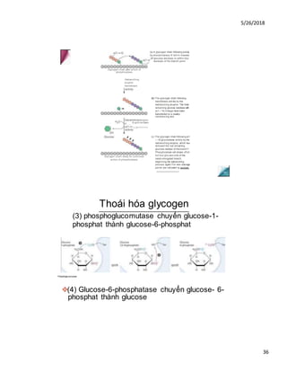5/26/2018
36
Phosphoglucomutase
❖(4) Glucose-6-phosphatase chuyển glucose- 6-
phosphat thành glucose
Debranching enzyme:
6)-glucosidase
(b) The glycogen chain following
transferase activity by the
debranching enzyme. The three
remaining glucose residues with
a(1—*4) linkage have been
transferred to a nearby
nonreducing end.
(c) The glycogen chain following a(1
— 6)-glucosidase activity by the
debranching enzyme, which has
removed the last remaining
glucose residue of the branch?
Phosphorylase will cleave offall
but four glucose units of the
newly elongated branch,
beginning the debranching
process again.The new cleavage
points are indicated by wedges.
________________
Thoái hóa glycogen
(3) phosphoglucomutase chuyển glucose-1-
phosphat thành glucose-6-phosphat
Glycogen chain after action of
phosphorylase
(a) A glycogen chain following activity
by phosphorylase, 6' which cleaves
off glucose residues to within four
residues of the branch point.
Debranching
enzyme:
transferase
Glycogen chain ready for continued
action of phosphorylase
 