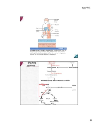 5/26/2018
38
FIGURE 12.9
Sy nthesis anduse of glucose in thehumanbody. Liver and kidney cortex are
the primary gluconeogenic tissues. Brain, skeletal muscle, kidney medulla,
ery throcytes, and testes useglucose as their sole or primary energy source,
but they lack the enzymatic machinery to synthesize it.
 