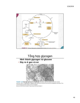 5/26/2018
40
Tổng hợp glycogen
Hình thành glycogen từ glucose
< Xảy ra ở gan và cơ
FIGURE 15-26 Glycogen granules in a hepatocyte. Glycogen granulesappear aselectron-dense
particles, often in aggregatesor rosettes associated with tubulesof the smooth endoplasmic reticulum. Five
mitochondriaare also evident inthismicrograph.
[Source: BCC MicroimaainE.Reproduced withpermission.!
 