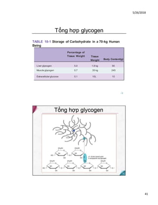 5/26/2018
41
Tổng hợp glycogen
TABLE 18-1 Storage of Carbohydrate in a 70-kg Human
Being
Percentage of
Tissue Weight Tissue
Weight Body Content(g)
Liver glycogen 5.0 1.8 kg 90
Muscle glycogen 0.7 35 kg 245
Extracellular glucose 0.1 10L 10
/A
 