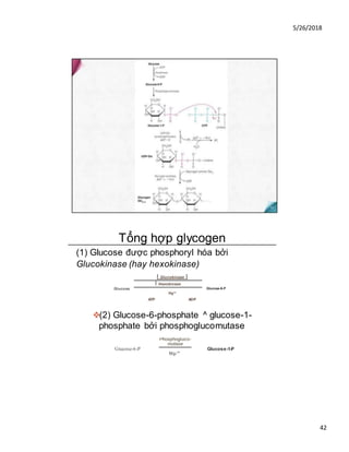 5/26/2018
42
Tổng hợp glycogen
(1) Glucose được phosphoryl hóa bởi
Glucokinase (hay hexokinase)
I Glucokinase I
I Hexokinase
Vlg**
ATP ADP
❖(2) Glucose-6-phosphate ^ glucose-1-
phosphate bởi phosphoglucomutase
Glucose Glucose-6-P
Giucose-6-P
Phosphogluco-
mutase
Mg-”"
Glucose-1-P
 