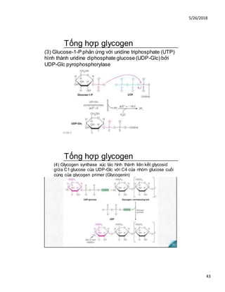 5/26/2018
43
Tống hợp glycogen
(3) Glucose-1-P phản ứng với uridine triphosphate (UTP)
hình thành uridine diphosphate glucose (UDP-Glc) bởi
UDP-Glc pyrophosphorylase
H OH 0 0
Tống hợp glycogen
(4) Glycogen synthase xúc tác hình thành liên kết glycosid
giữa C1 glucose của UDP-Glc với C4 của nhóm glucose cuối
cùng của glycogen primer (Glycogenin)
 