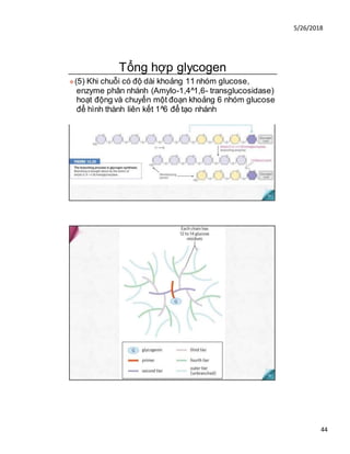 5/26/2018
44
Tổng hợp glycogen
❖(5) Khi chuỗi có độ dài khoảng 11 nhóm glucose,
enzyme phân nhánh (Amylo-1,4^1,6- transglucosidase)
hoạt động và chuyển một đoạn khoảng 6 nhóm glucose
để hình thành liên kết 1^6 để tạo nhánh
 