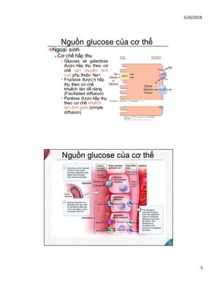 5/26/2018
5
Nguồn glucose của cơ thể
❖Ngoại sinh
■ Cơ chế hấp thu
• Glucose và galactose
được hấp thụ theo cơ
chế vận chuyển tích
cực phụ thuộc Na+
• Fructose được h hấp
thụ theo cơ chế
khuếch tán dễ dàng
(Facilitated diffusion)
• Pentose được hấp thụ
theo cơ chế khuếch
tán đơn giản (simple
diffusion)
Brush Basolateral
border membrane
Fructose— GLUTS—*- Fructose— ? —
Koeppen s Stanton; Bane and levy Physiology,
&th Edition.
Copyright a 2008 Dy Mosby, an imprint of
Elsevier, UK. All ngtiu raavM
 