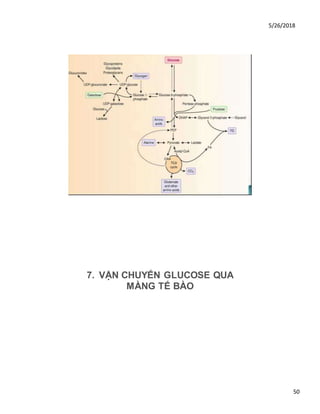 5/26/2018
50
7. VẬN CHUYẾN GLUCOSE QUA
MÀNG TẾ BÀO
 