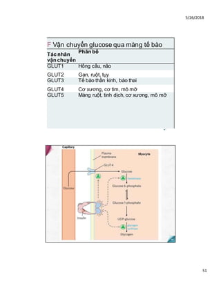 5/26/2018
51
F Vận chuyển glucose qua màng tế bào
Tác nhân
vận chuyển
Phân bố
GLUT1 Hồng cầu, não
GLUT2 Gan, ruột, tụy
GLUT3 Tế bào thần kinh, bào thai
GLUT4 Cơ xương, cơ tim, mô mỡ
GLUT5 Màng ruột, tinh dịch, cơ xương, mô mỡ
■^95
 