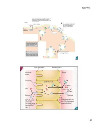 5/26/2018
52
Insulin c
Insulin receptor
Glucose
transporter
When insulin level drops, glucose
transporters are removed from
the plasma membrane by
endocytosis, forming small
vesicles.
When insulin interacts with its receptor, vesicles move to
the surface and fuse with the plasma membrane,
increasing the number ofglucose transporters in the
plasma membrane.
Q The smaller vesicles fuse
with a larger endosome.
 