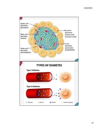 5/26/2018
57
Beta cell —
(secretes
insulin)
Alpha cell
(secretes
glucagon)
Delta cell'-"'^
(secretes
somatostatin)
----------F cell
(secretes
pancreatic
polypeptide)
---------------Exocrine
pancreas
(acinar cells
and duct cells)
 