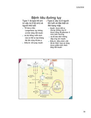 5/26/2018
58
Bệnh tiêu đường tụy
Type 1: là type trẻ em
(vì xảy ra ở trẻ em) và
người nhỏ tuổi
■ Tế bào p đảo
Langerhans tụy không
có khả năng tiết insulin
■ do hệ thống miễn dịch
của cơ thê tự tạo kháng
thê tấn công tế bào p
■ Điều trị: bổ sung insulin
❖Type 2: xảy ra ở người
lớn tuổi và đặc biệt có
thê trạng mập
■ Insulin được tiết ra
nhưng không duy trì
được nồng độ glucose ở
mức bình thường
■ do tế bào đích không
đáp ứng với insulin
■ Điều trị: điều chỉnh chế
độ ăn thích hợp và dùng
dược phẩm kích thích
tăng tiết insulin
 