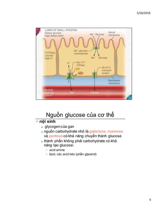 5/26/2018
6
Nguồn glucose của cơ thể
< nội sinh
■ glycogencủa gan
■ nguồn carbohydrate nhỏ là galactose, mannose
và pentose có khả năng chuyển thành glucose
■ thành phần không phải carbohydrate có khả
năng tạo glucose:
• acid amine
• lipid, các acid béo (phần glycerol)
 
