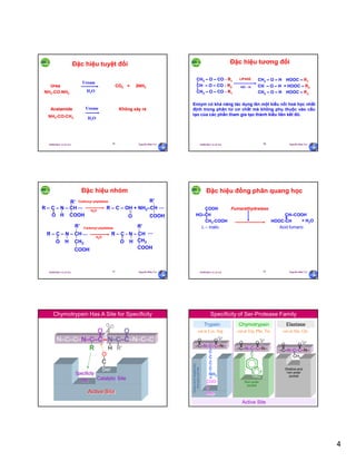 4
29/09/2011 11:21 SA Nguyễn Hữu Trí19
UreaUrea COCO22 ++ 2NH2NH33
AcetamideAcetamide Không xKhông xảảy ray ra
UreaseUrease
H2O
UreaseUrease
H2O
Đặc hiệu tuyệt đối
NH2-CO-NH2
NH2-CO-CH3
29/09/2011 11:21 SA Nguyễn Hữu Trí20
Đặc hiệu tương đối
CH2 – O – CO - R1
CH – O – CO - R2
CH2 – O – CO - R1
HO - H
CH2 – O – H HOOC – R1
CH – O – H + HOOC – R2
CH2 – O – H HOOC – R3
Enzym có khả năng tác dụng lên một kiểu nối hoá học nhất
định trong phân tử cơ chất mà không phụ thuộc vào cấu
tạo của các phần tham gia tạo thành kiểu liên kết đó.
LIPASE
29/09/2011 11:21 SA Nguyễn Hữu Trí21
R – C – N – CH R – C - N – CH
Đặc hiệu nhóm
R – C – N – CH R – C – OH + NH2–CH
COOH
R’
O
R’
H COOH
H CH2
R’
CH2
R’
O
COOH
O
COOH
O H
Carboxyl peptidase
H2O
Carboxyl peptidase
H2O
29/09/2011 11:21 SA Nguyễn Hữu Trí22
COOH Fumarathydratase
HO–CH CH–COOH
CH2-COOH HOOC-CH
L – malic Acid fumaric
Đặc hiệu đồng phân quang học
+ H2O
29/09/2011 11:21 SA Nguyễn Hữu Trí23
O O
N–C–C–N–C–C N–C–C–N–C–C
R H R’
Chymotrypsin Has A Site for Specificity
O-
C
Ser
Active Site
Specificity
Site Catalytic Site
29/09/2011 11:21 SA Nguyễn Hữu Trí24
Specificity of Ser-Protease Family
COO-
C
Asp
Active Site
Trypsin Chymotrypsin Elastase
cut at Lys, Arg cut at Trp, Phe, Tyr cut at Ala, Gly
Non-polar
pocket
Deepandnegatively
chargedpocket
Shallow and
non-polar
pocket
O O
–C–N–C–C–N–
C
C
C
C
NH3
+
O O
–C–N–C–C–N–
C
O O
–C–N–C–C–N–
CH3
 